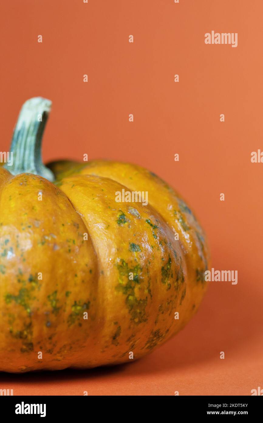 A small pumpkin with copy space. Stock Photo