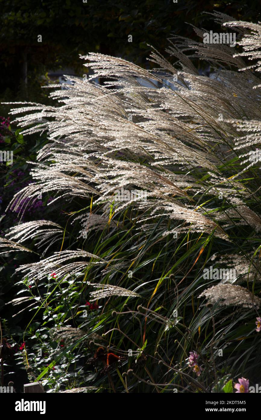 Early Autumn colourful garden boarders in english garden Stock Photo