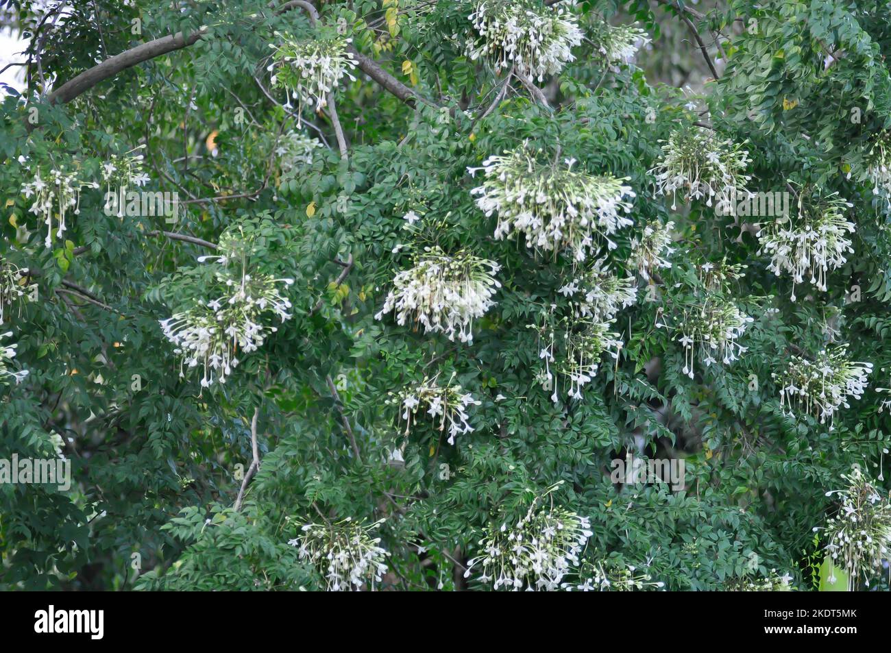 Cork tree, Indian cork tree or Millingtonia hortensis Linn or