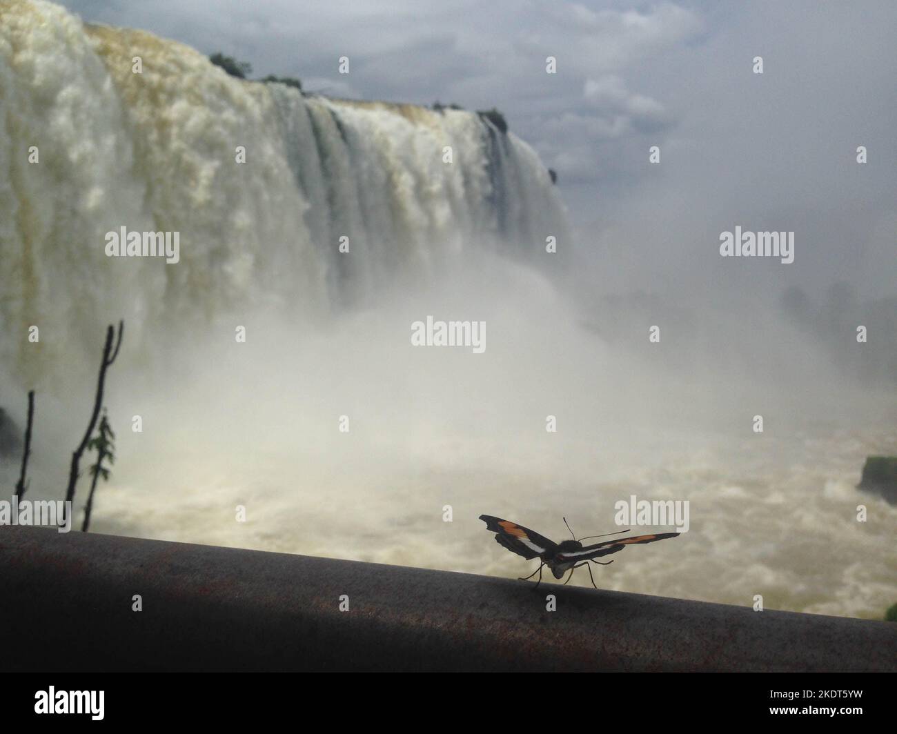 Butterfly looks the Iguazu falls Stock Photo