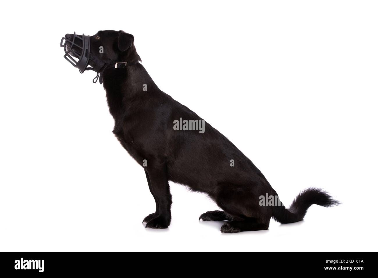 Mixed breed dog with muzzle Stock Photo Alamy