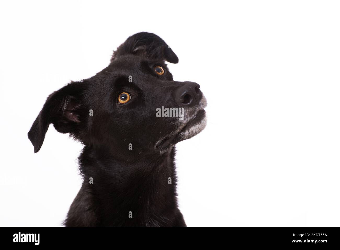 Mixed breed dog on white background Stock Photo - Alamy