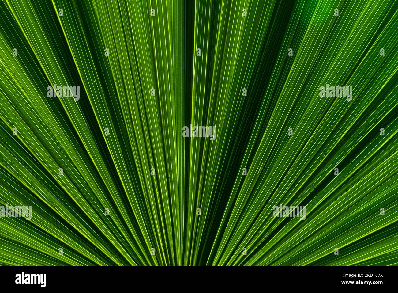 Nature of green leaves in garden at summer with sunlight. Natural green