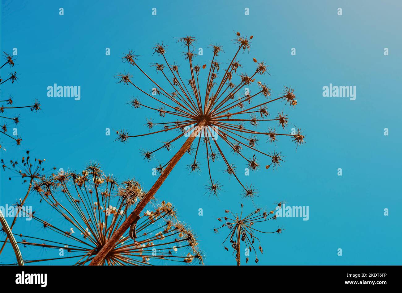 dry inflorescences of hogweed plants on a blue background close-up. template for the design of wallpaper, poster Stock Photo
