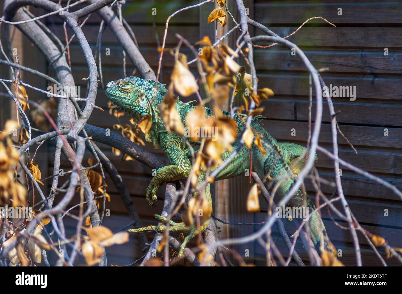 Green iguana on a branch.Iguane vert, Iguane commun.(Iguana iguana) Stock Photo
