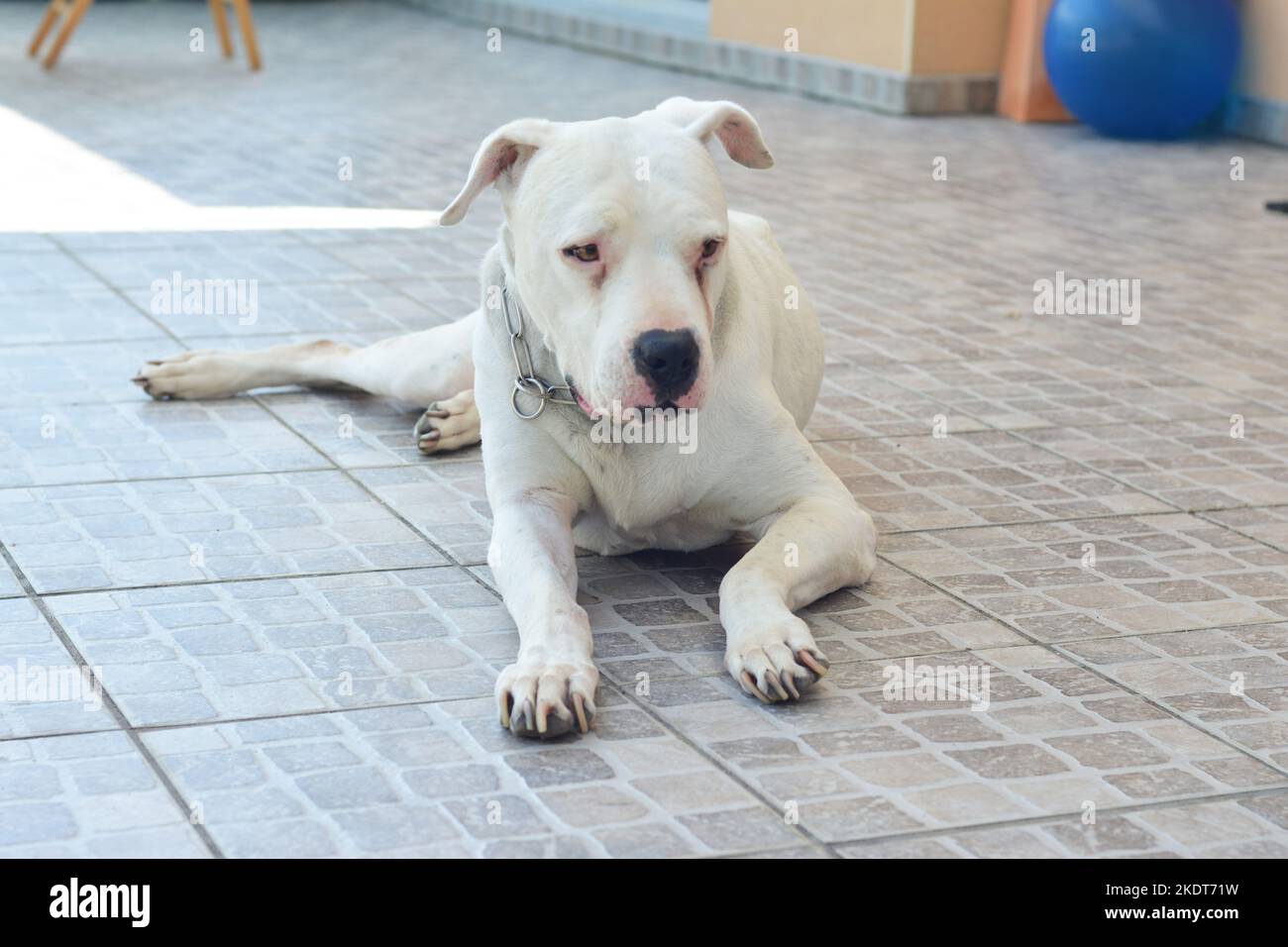 White big dog Dogo Argentino Argentine Mastiff Stock Photo