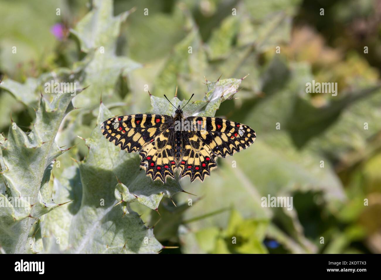 Spanish Festoon Zerynthia rumina (Linnaeus, 1758) butterfly in
