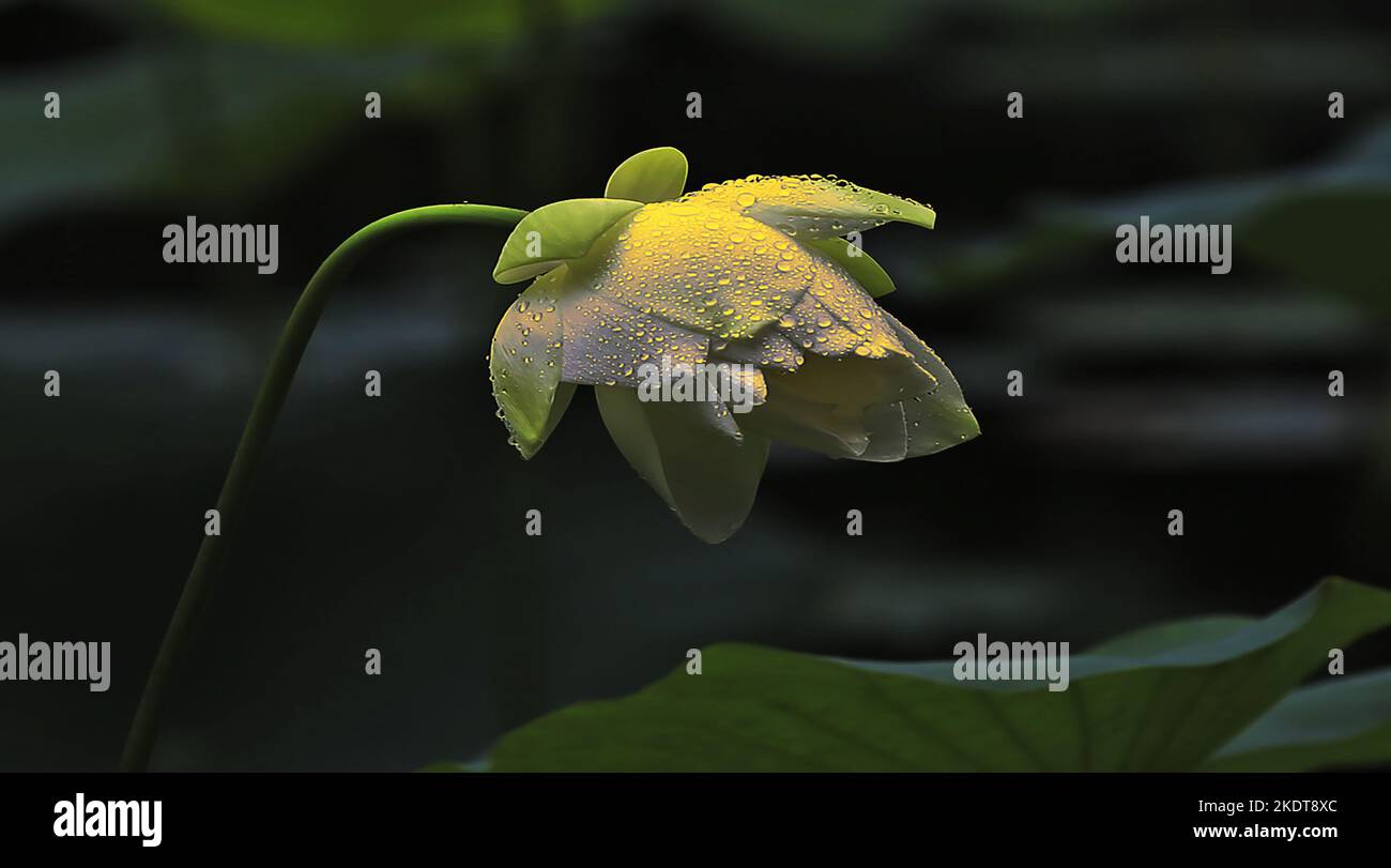 'Golden rain lotus' Stock Photo