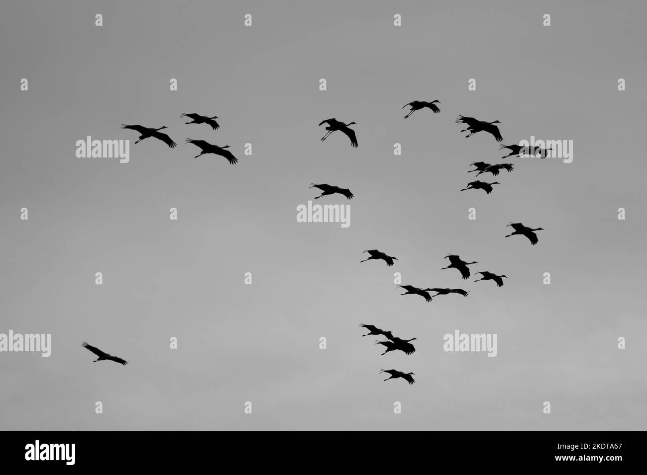 common cranes Stock Photo
