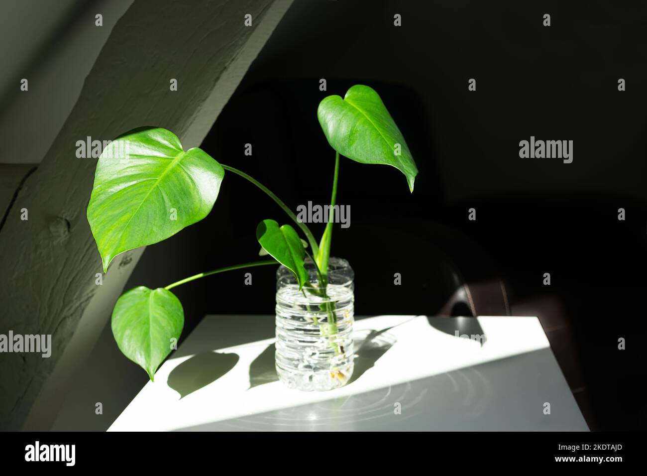 Young plant of Monstera deliciosa in water propagation of Swiss