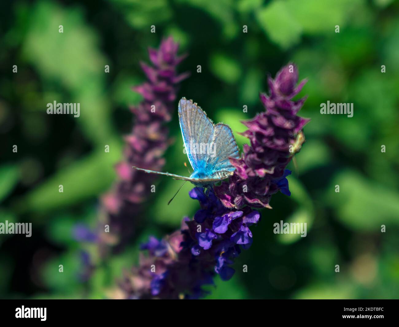 blue gray butterfly Stock Photo - Alamy