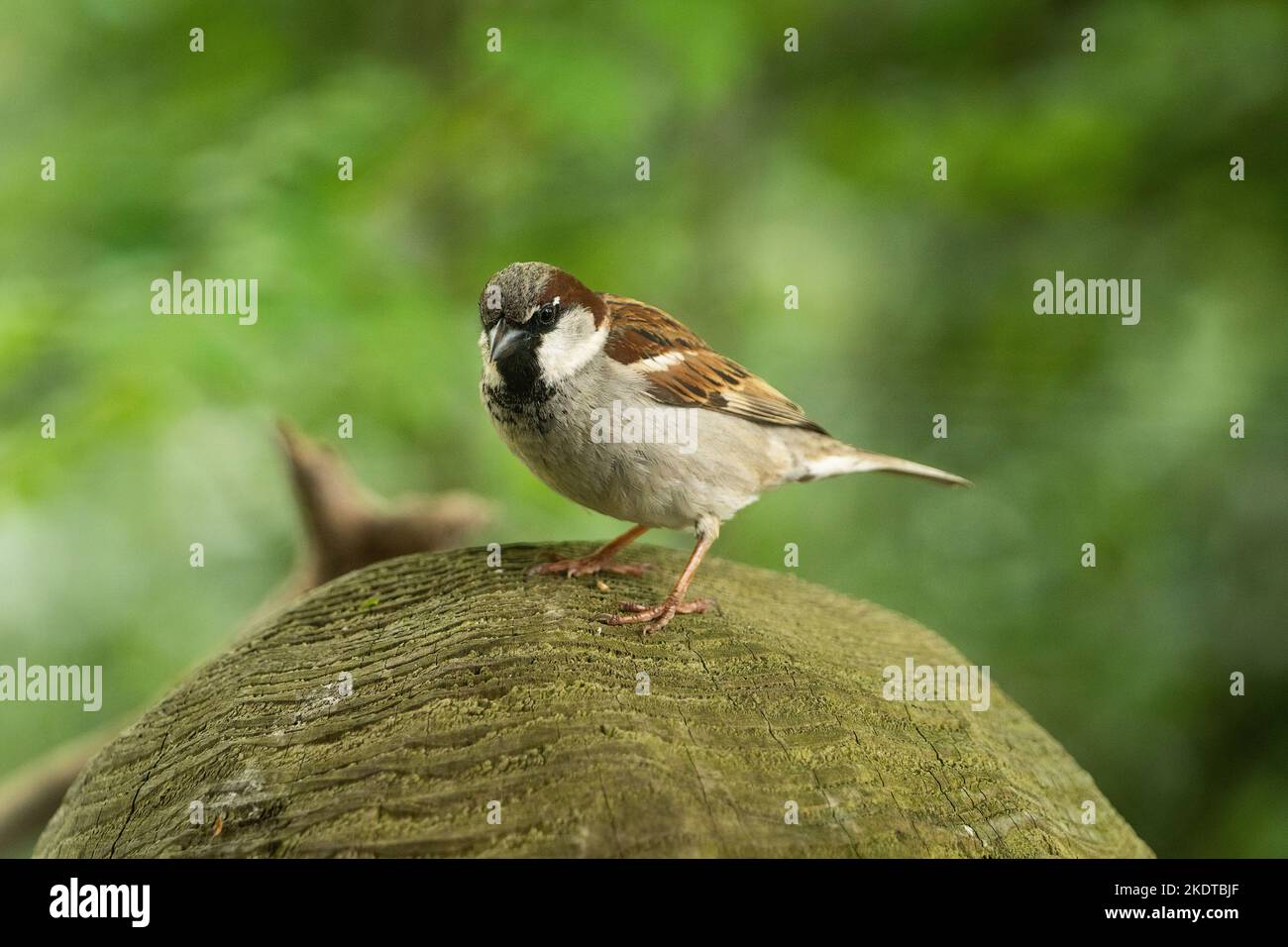 A Male Eurasian House Sparrow Passer domesticus common perching bird on a tree stem Stock Photo