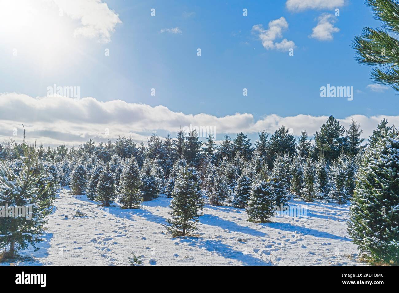 Rows of balsam fir trees in a Christmas tree farm Stock Photo Alamy