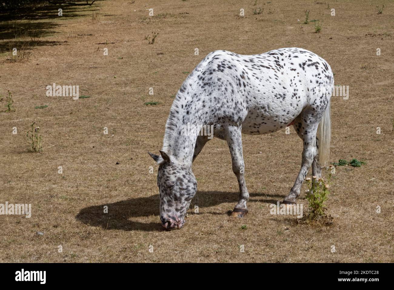 Appaloosa horse (Equus caballus), a variable black spotted grey breed, grazing grassland, Oxfordshire, UK, October. Stock Photo