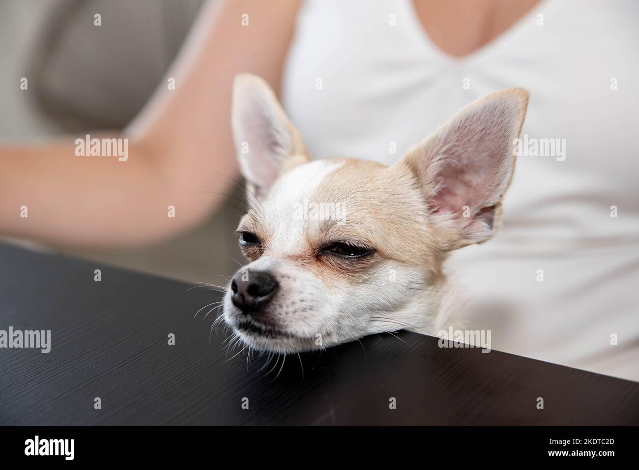 The dog put its head on the table Stock Photo