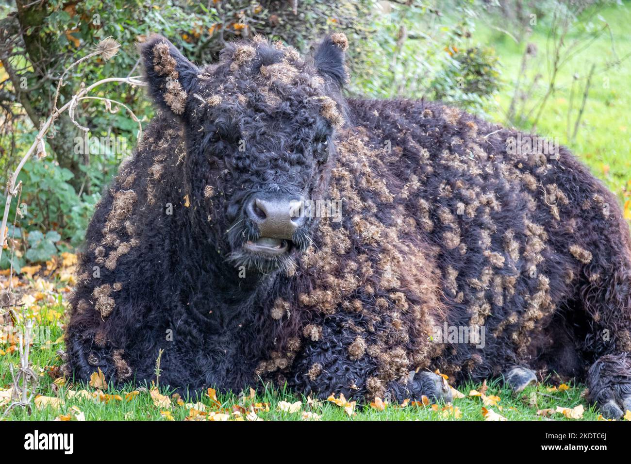 Male bison herd pasture hi-res stock photography and images - Alamy