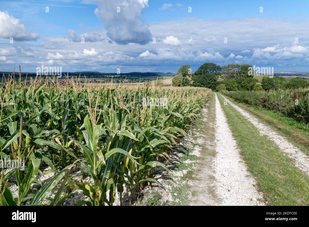 Maize crop (Zea mais) and farm track viewed from Cold Kitchen Hill