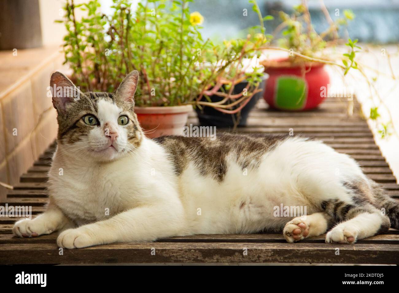 Dj kitty hi-res stock photography and images - Alamy