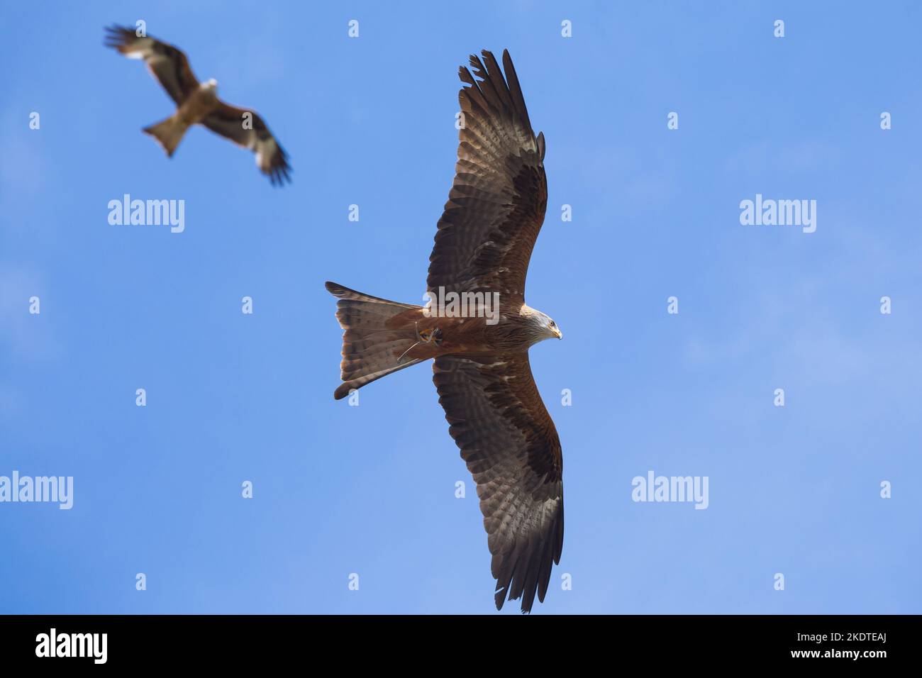 kite Stock Photo