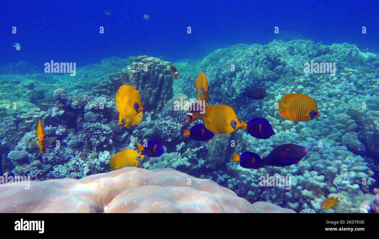 Butterfly fish. Chaetodontidae. Masked Butterfly Fish This butterfly