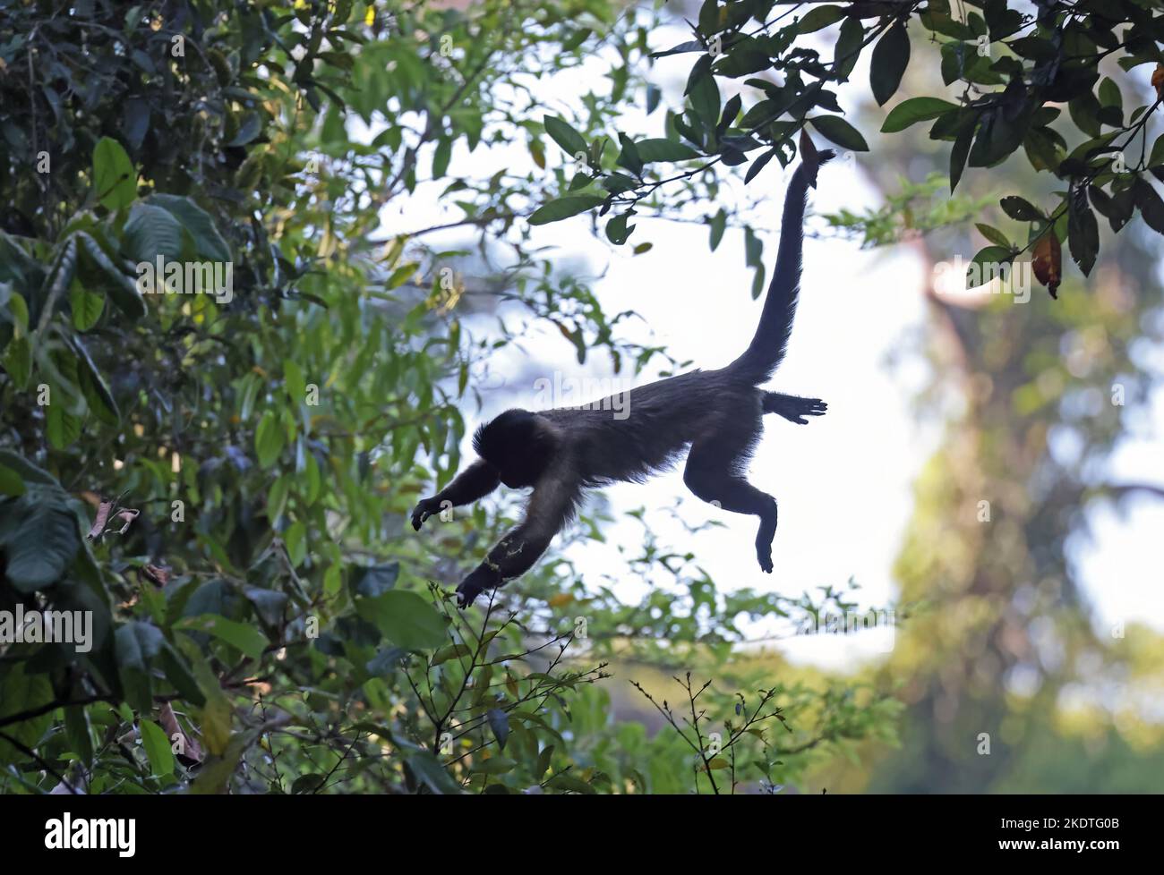 Guianan Brown Capuchin (Sapajus apella apella) adult jumping between trees  Rio Azul, Brazil.                   July Stock Photo