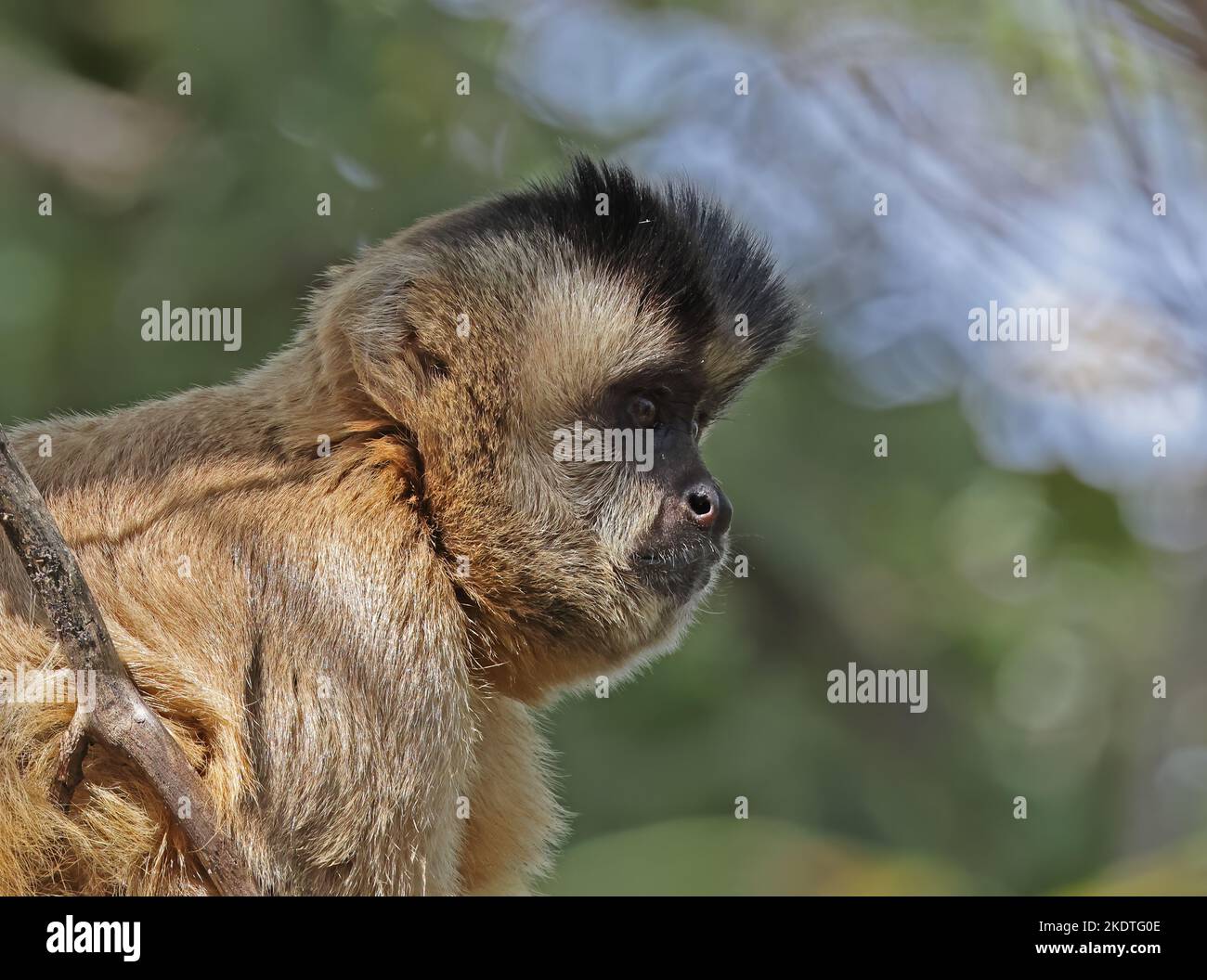 Guianan Brown Capuchin (Sapajus apella apella) close-up of adult sitting on branch  Pantanal, Brazil.                   July Stock Photo