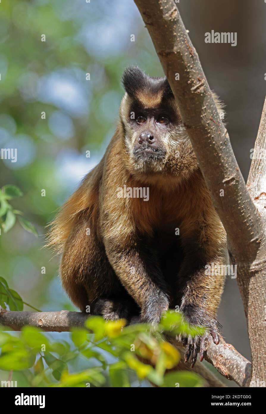 Guianan Brown Capuchin (Sapajus apella apella) adult sitting on branch  Pantanal, Brazil.                   July Stock Photo