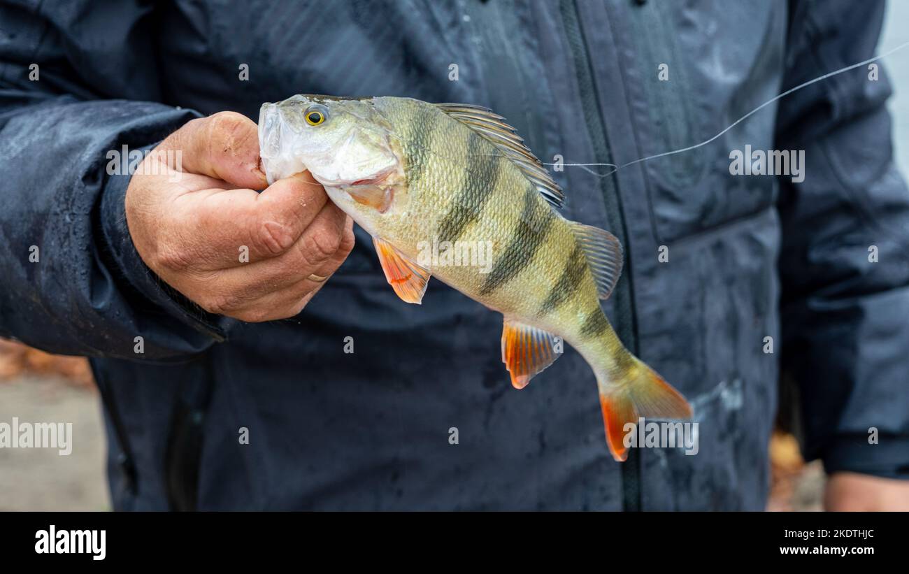 The caught fish in the hand of the fisherman. The fisherman caught a fish. Fish in hand Stock Photo