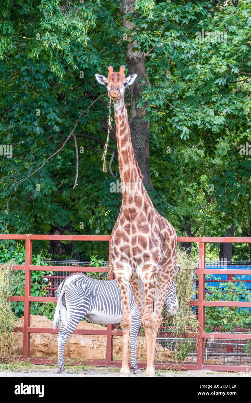 Giraffe and zebra in the zoo. At the zoo giraffe, Giraffa camelopardalis, is an African even-toed ungulate mammal and Grevy's zebra, Equus grevyi, are Stock Photo