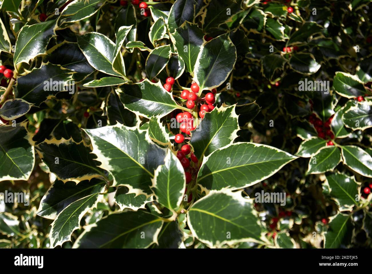 ilex aquifolium silver variegated holly plant with red berries in winter derry londonderry northern ireland uk Stock Photo