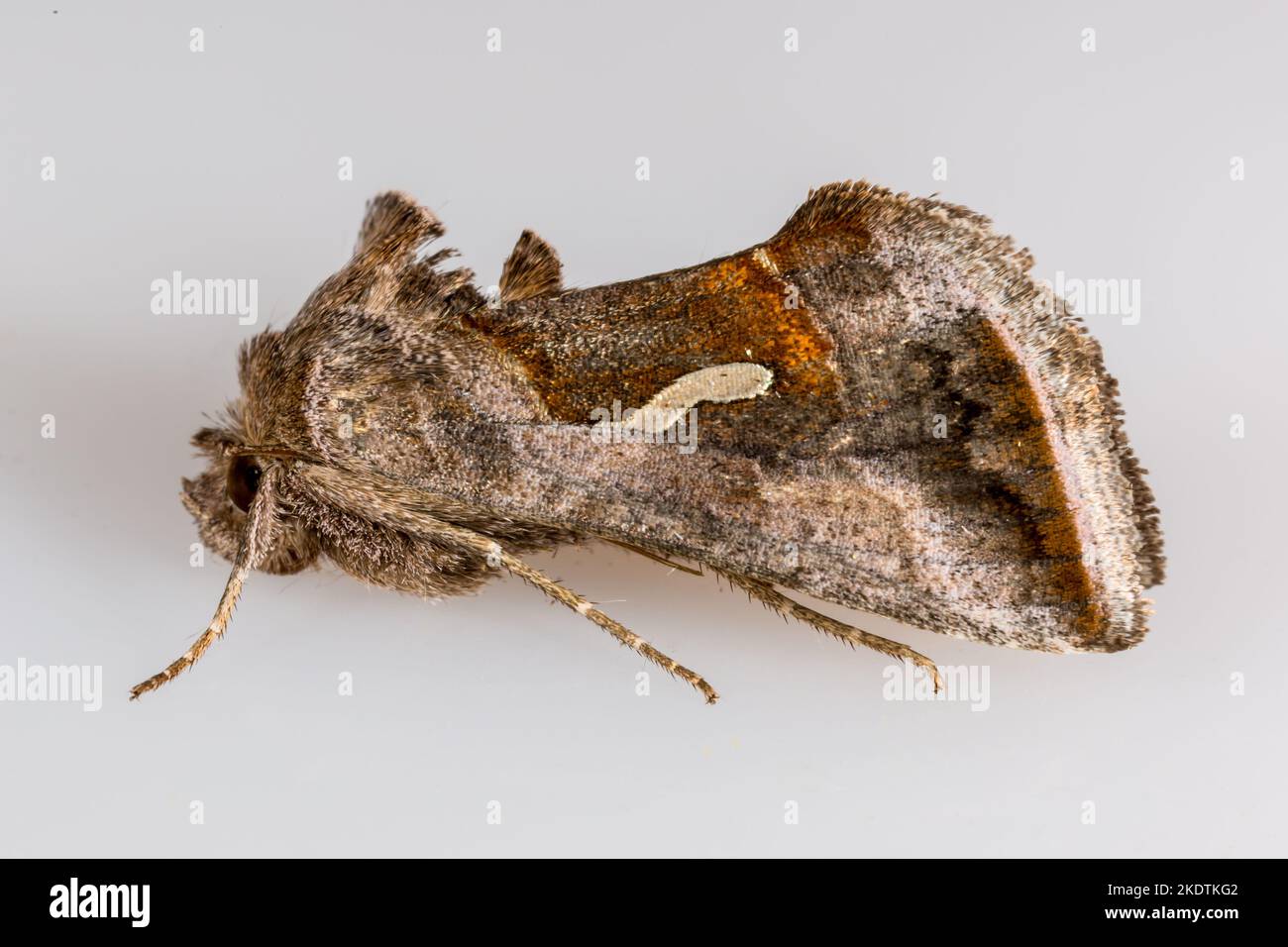 Dewick's Plusia - Macdunnoughia confusa (Stephens, 1850) - adult moth on a neutral background.  In Suffolk, UK.  October 2020. Stock Photo