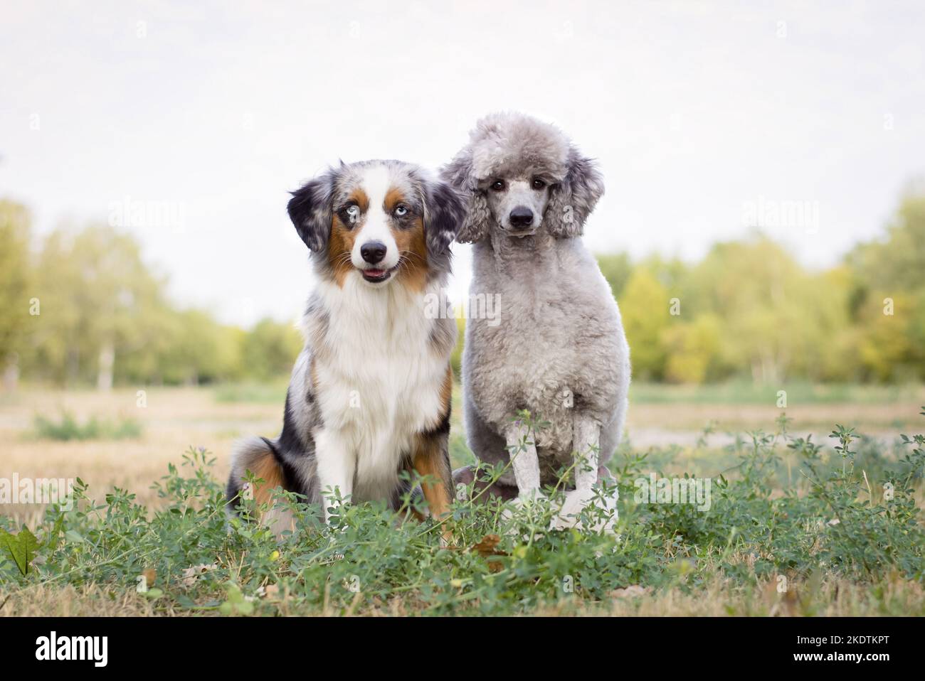 Australian Shepherd Mixed With Poodle
