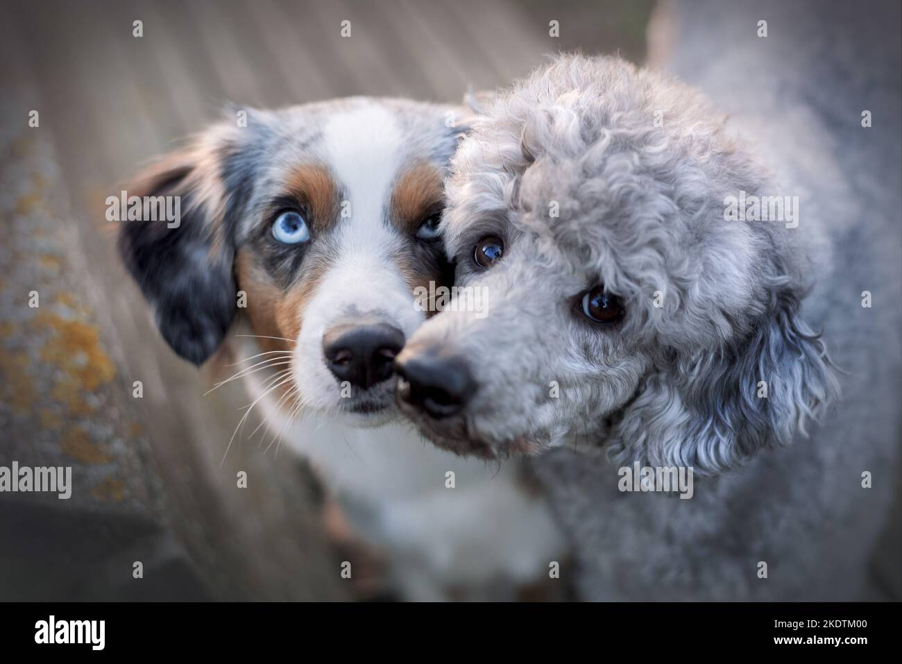 Giant Poodle with Australian Shepherd Stock Photo Alamy
