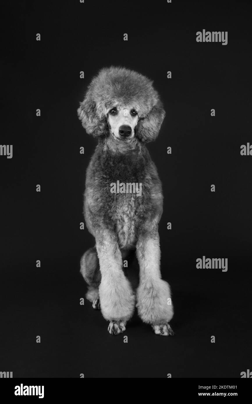 sitting Standard Poodle Stock Photo - Alamy