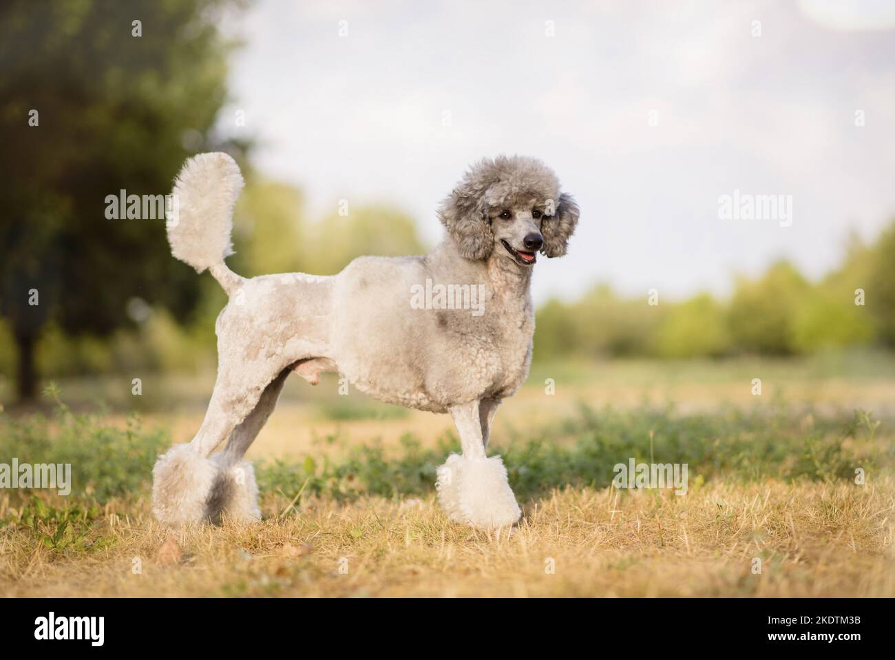 standing Standard Poodle Stock Photo - Alamy