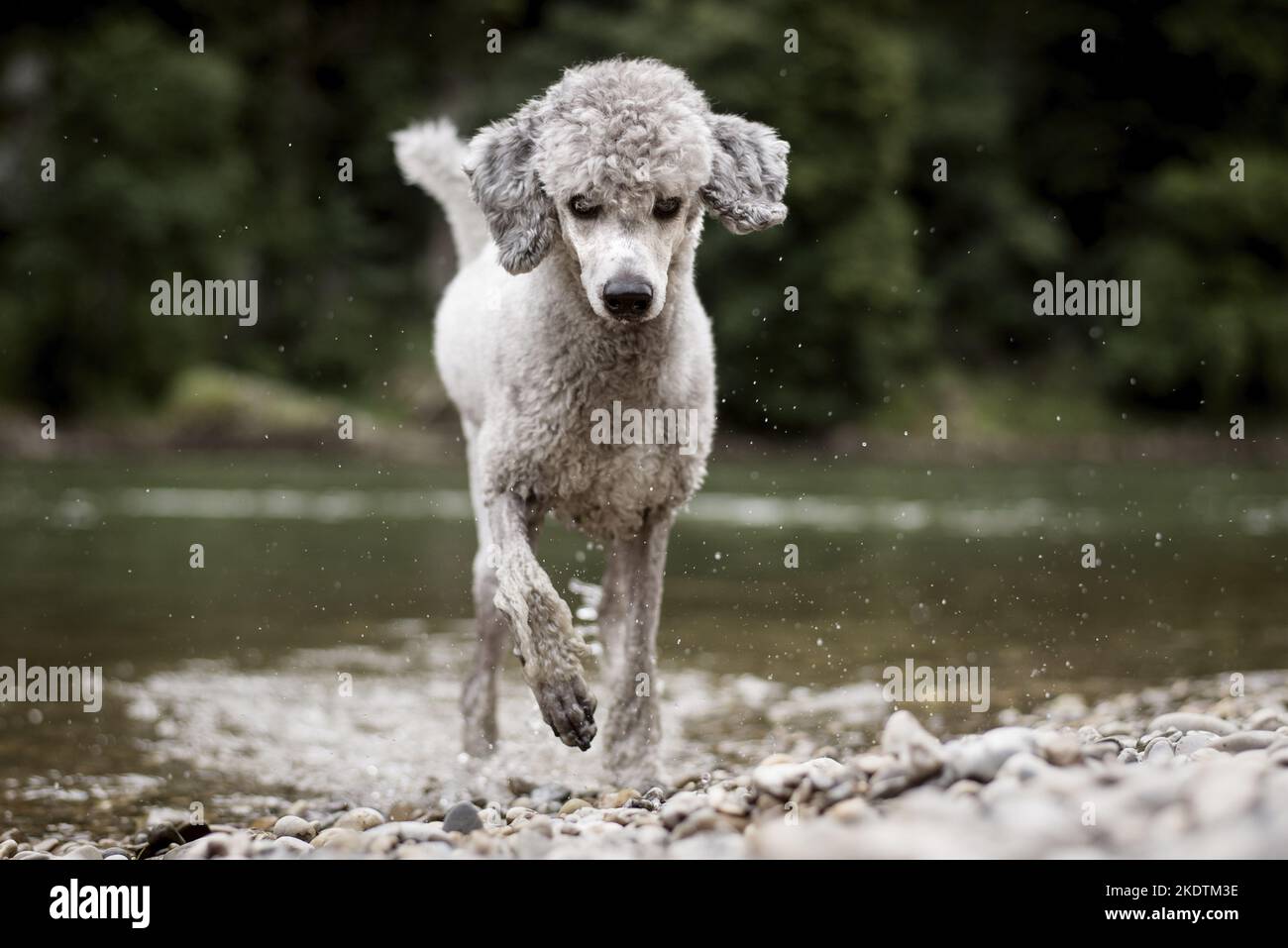 running Standard Poodle Stock Photo Alamy