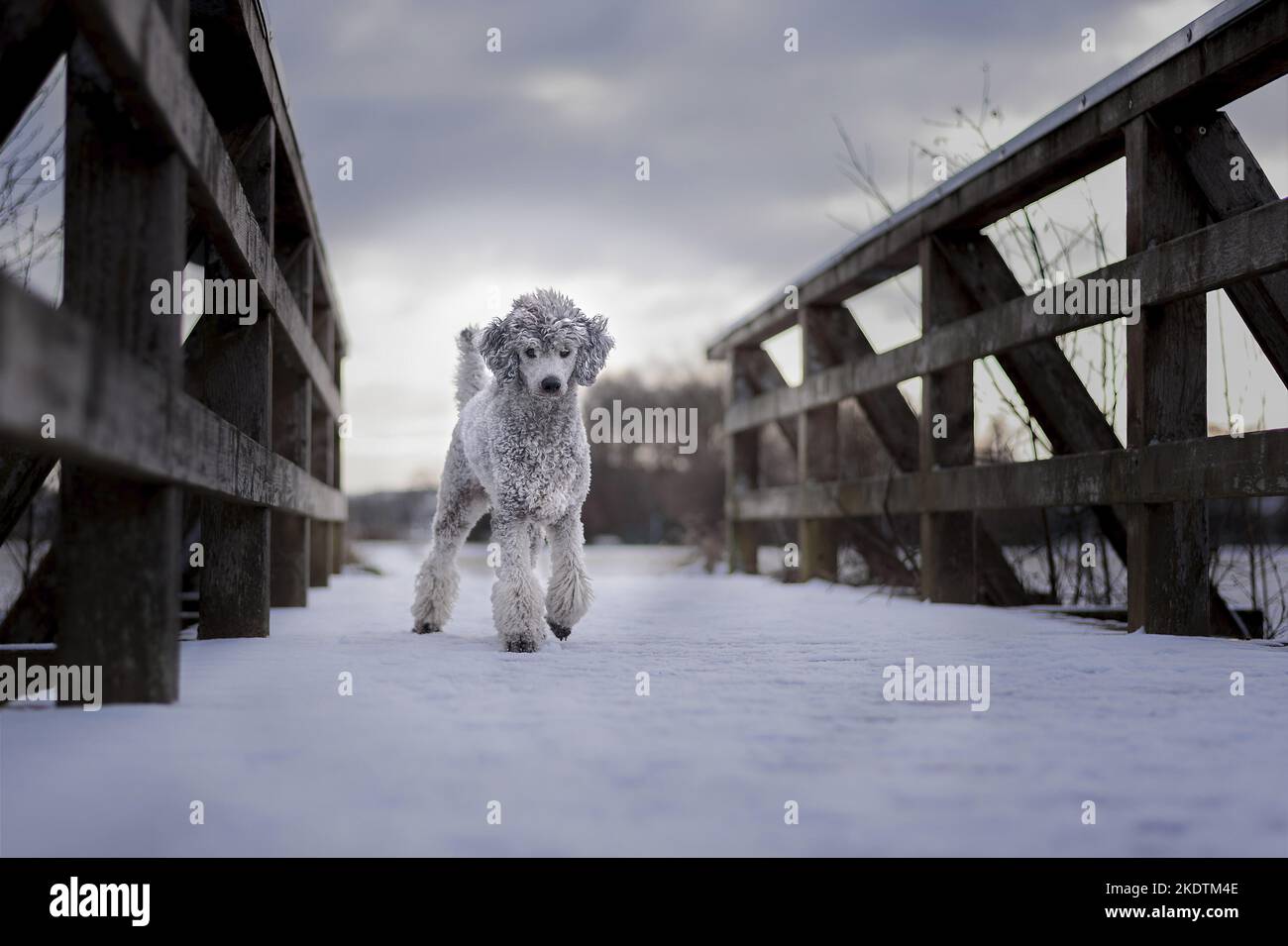 walking Standard Poodle Stock Photo Alamy