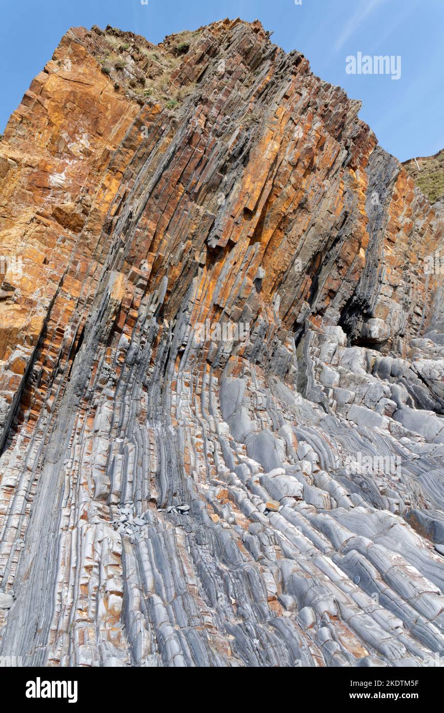 Twisted, deformed sandstone, mudstone and siltstone rock strata in coastal cliffs, Sandymouth Bay, near Bude, north Cornwall, UK, July 2022. Stock Photo