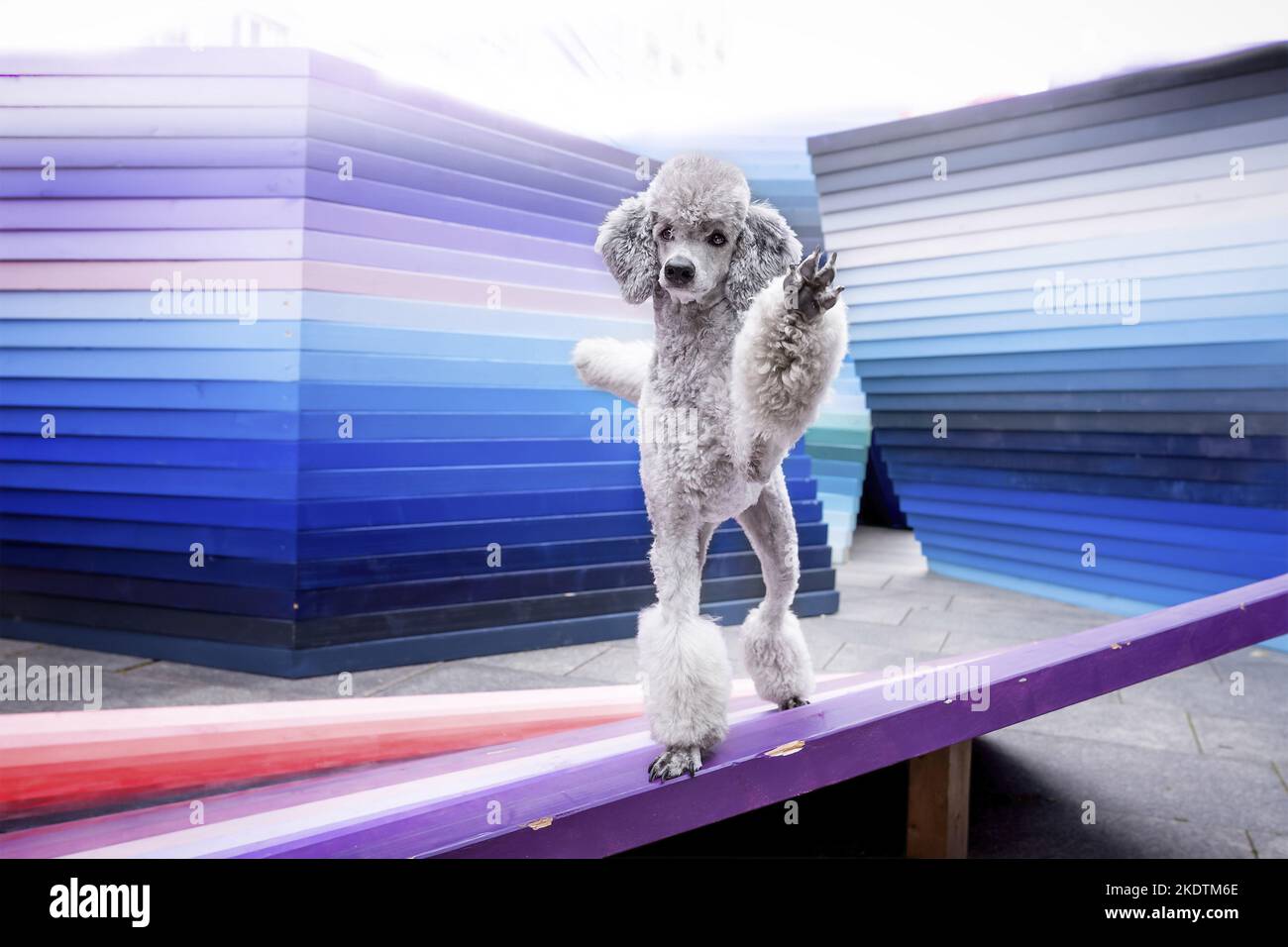 standing Standard Poodle Stock Photo Alamy