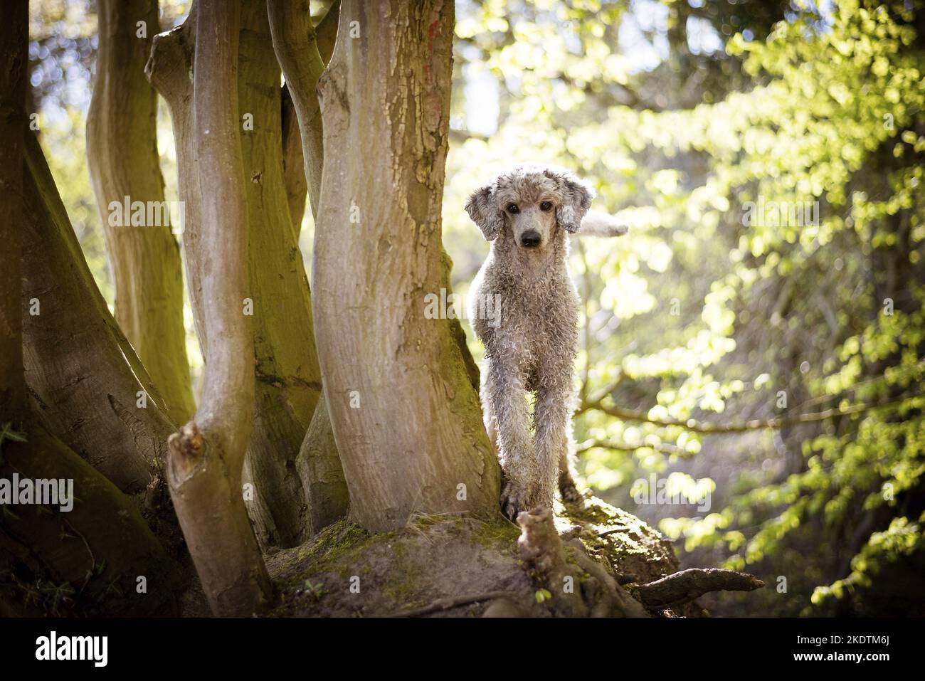 Walking Standard Poodle Stock Photo Alamy