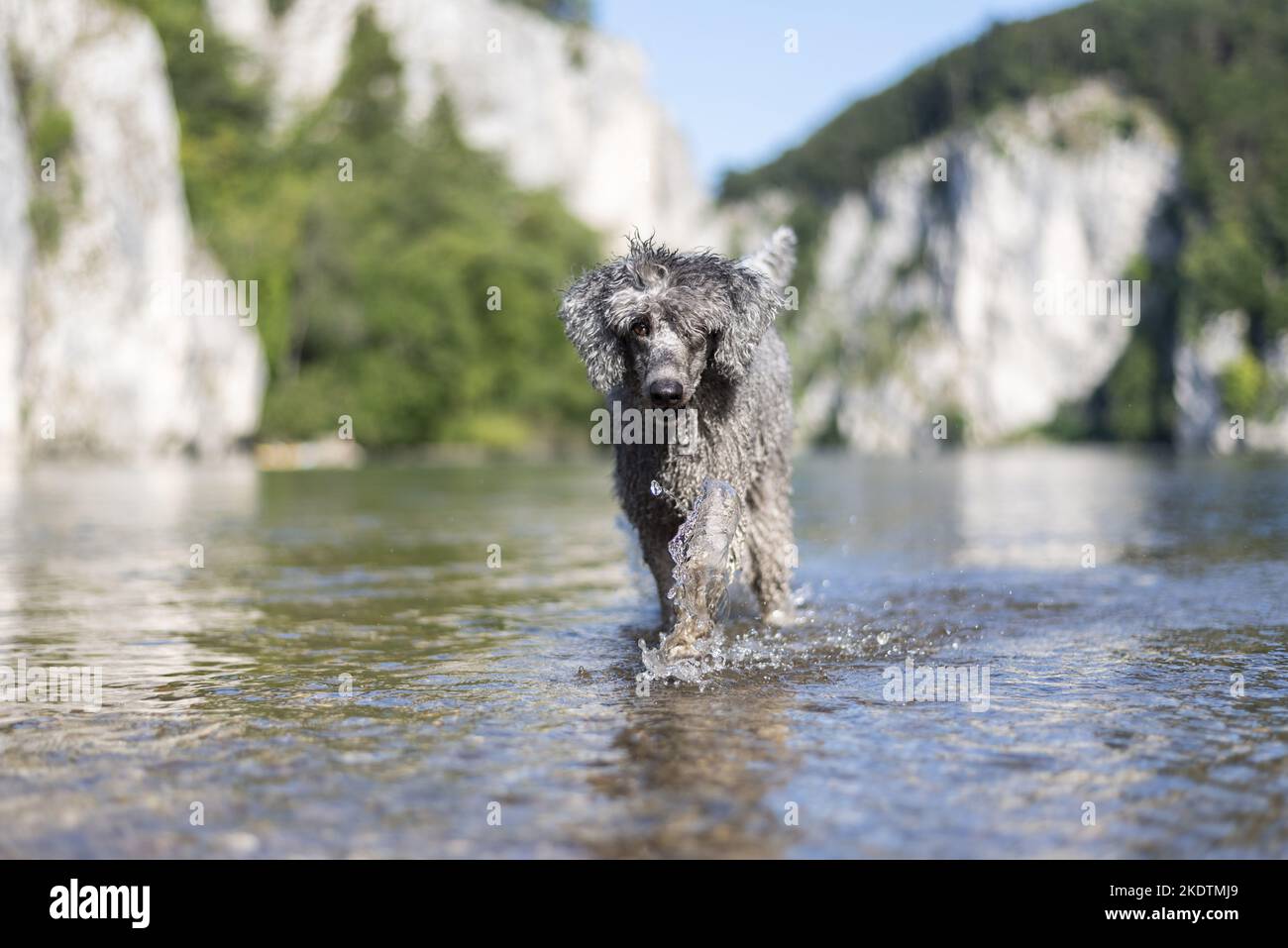 walking Standard Poodle Stock Photo Alamy