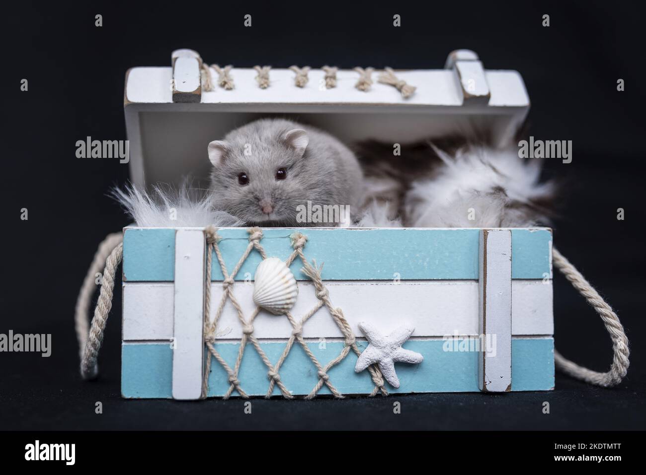 Campbells dwarf hamster in a box Stock Photo Alamy