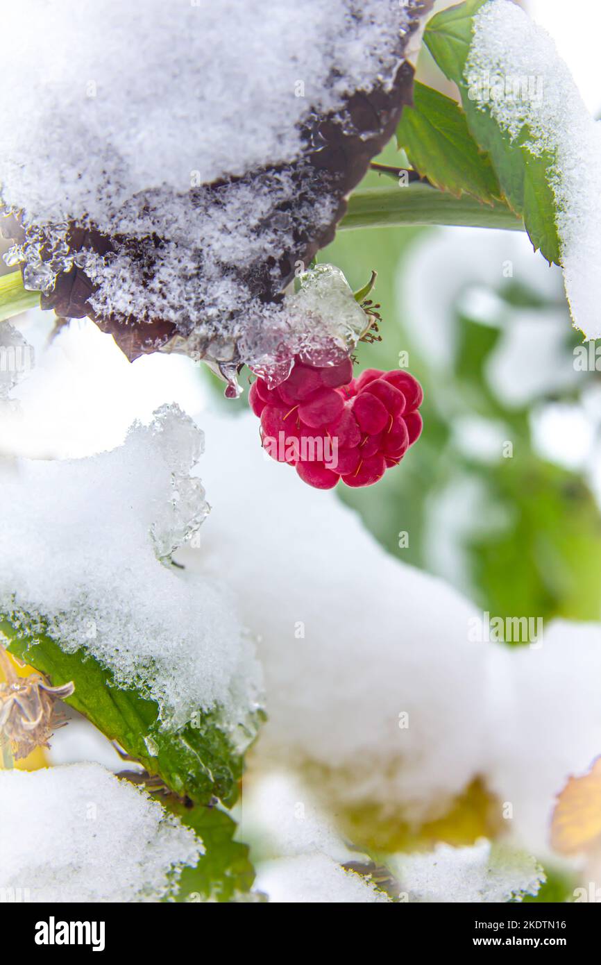 Branch with ripe red raspberries covered with first snow in late autumn ...