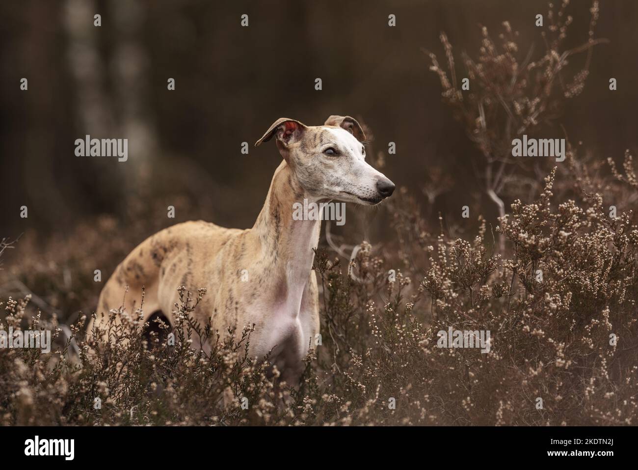 Whippet In The Heath Stock Photo Alamy whippet-in-the-heath-stock-photo-alamy