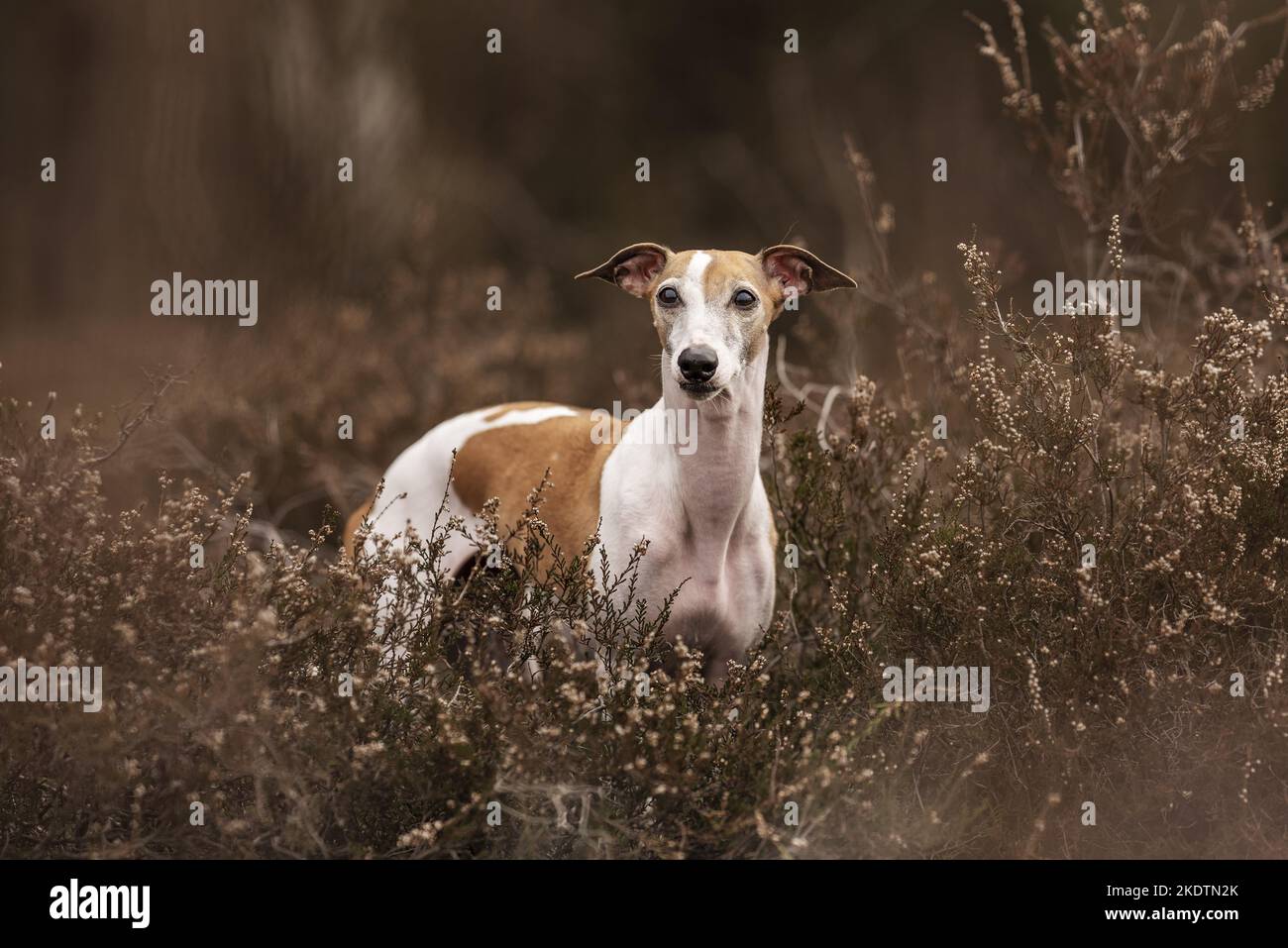 Whippet In The Heath Stock Photo Alamy whippet-in-the-heath-stock-photo-alamy