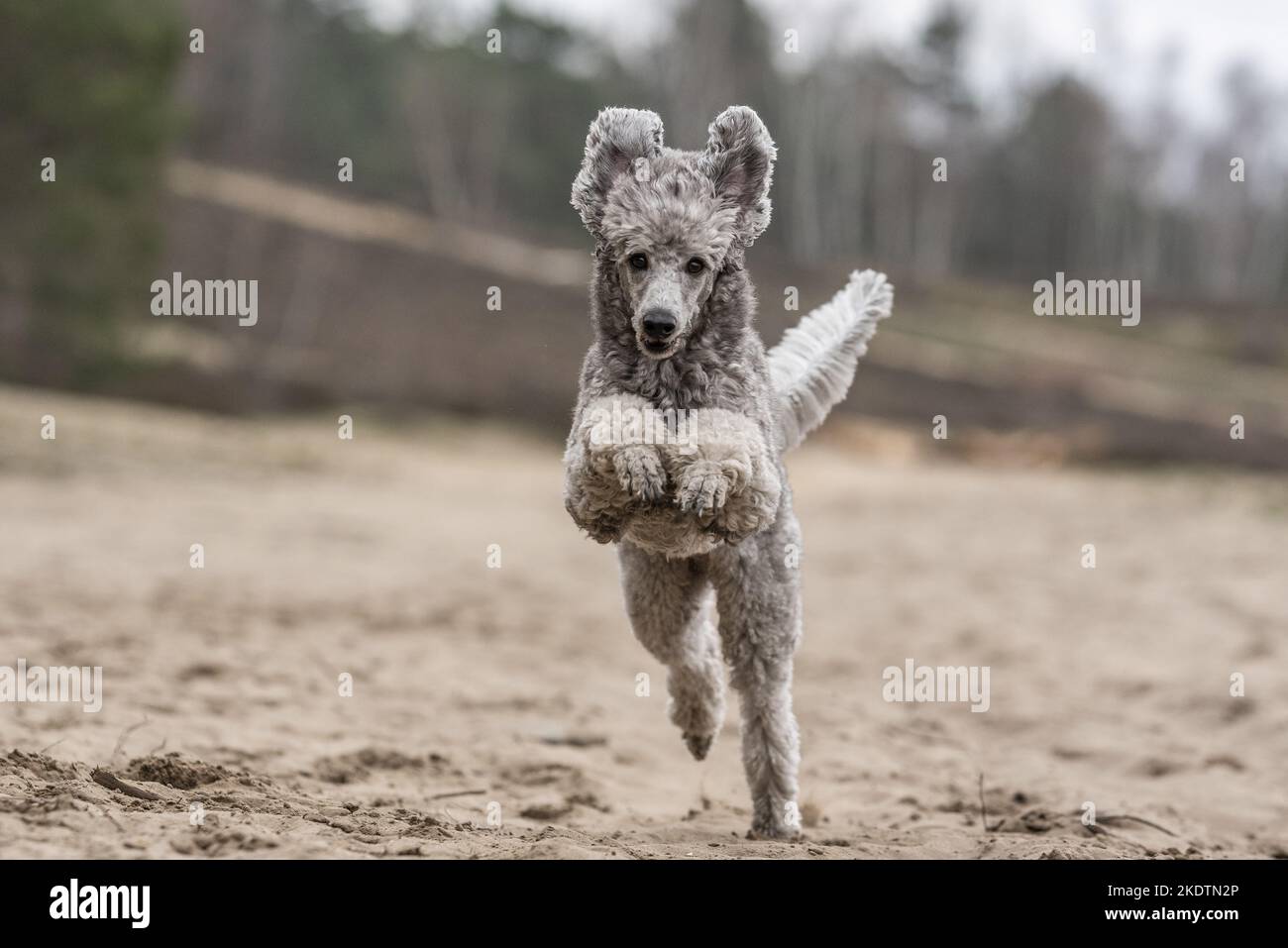 running Standard Poodle Stock Photo Alamy
