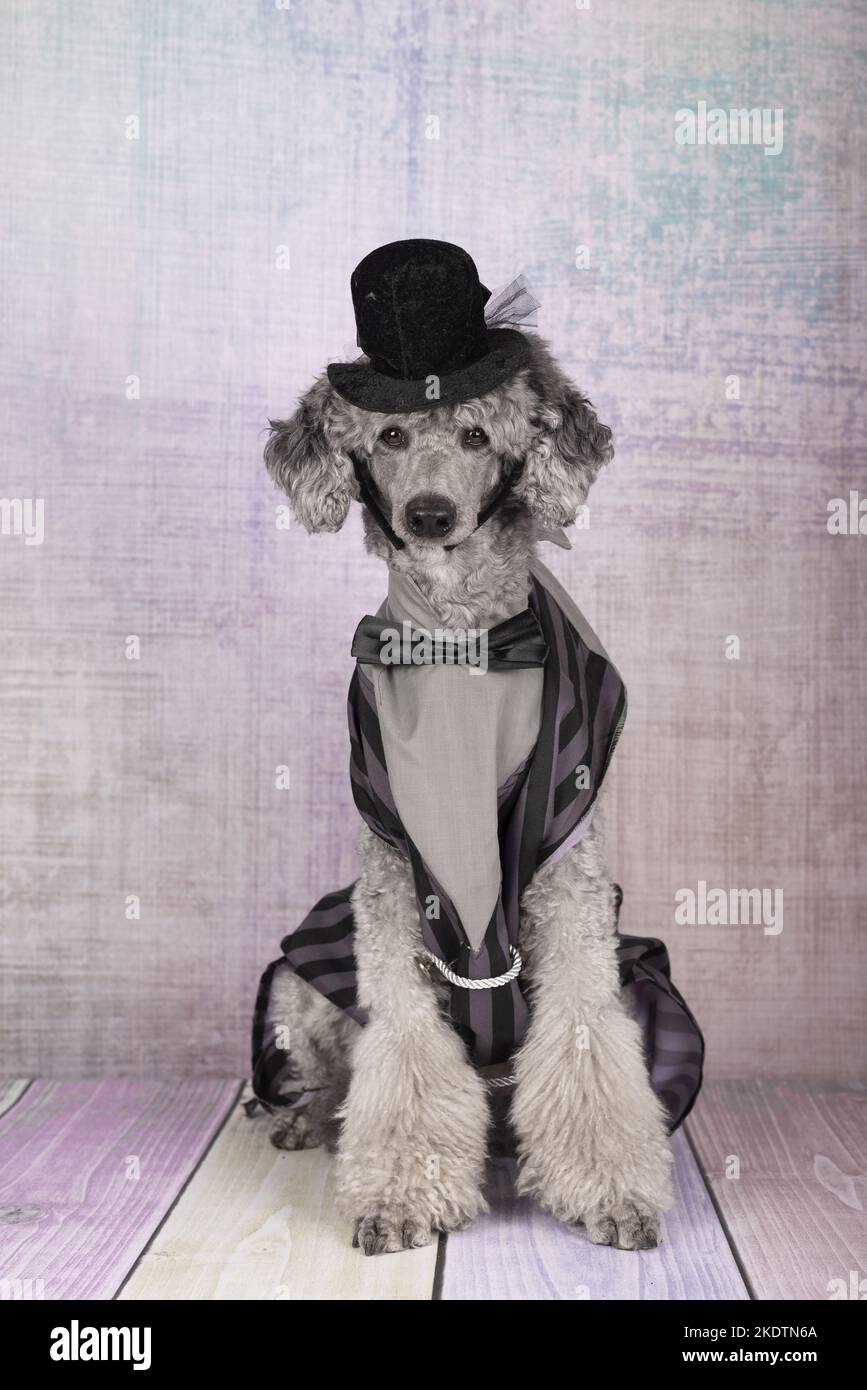 sitting Standard Poodle Stock Photo - Alamy