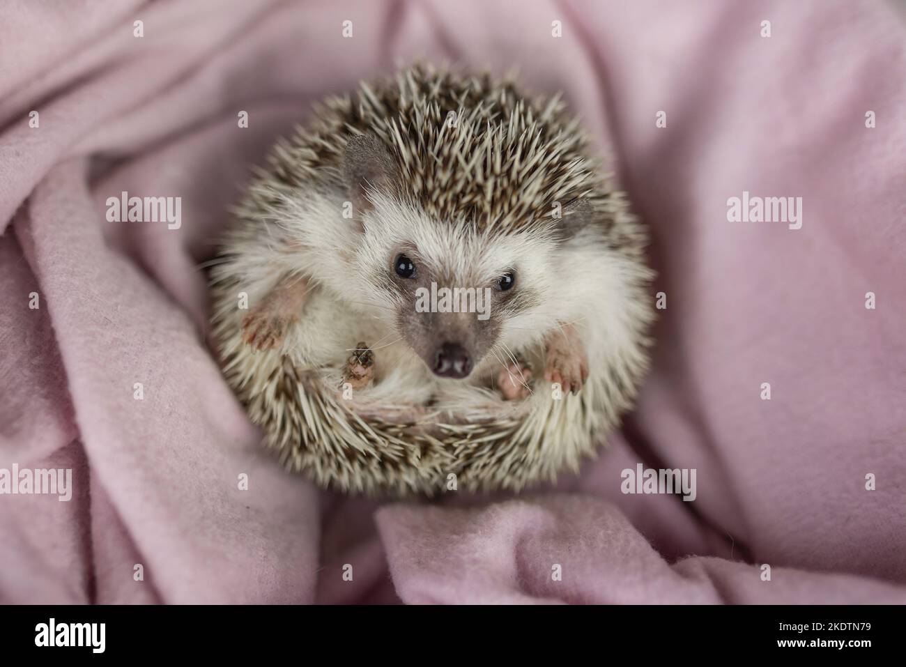 lying African Pygmy Hedgehog Stock Photo Alamy