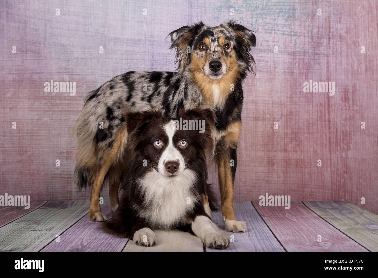 show me pictures of miniature australian shepherds