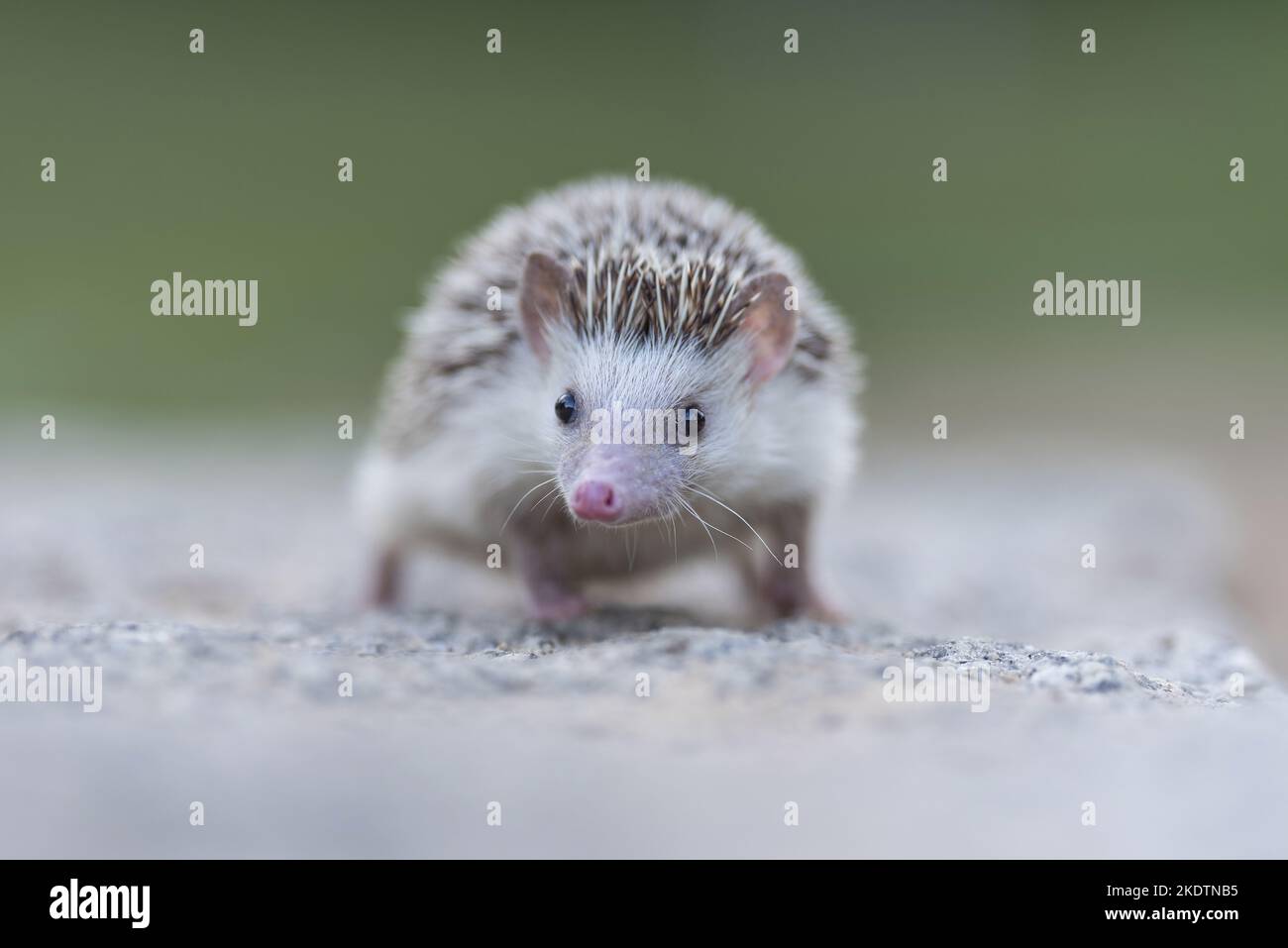 African Pygmy Hedgehog Stock Photo Alamy